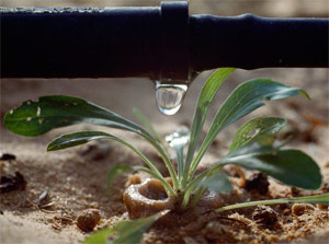 our Plantation Fl drip irrigation team installs professional systems